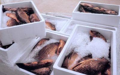 Cold Chain Food Waste: Common Failures and How to Reduce Loss